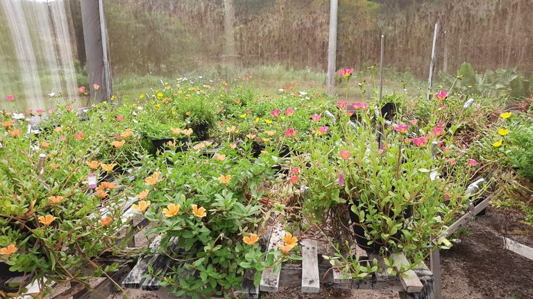 Estufa de flores UFPB Areia Estufa de flores UFPB Areia