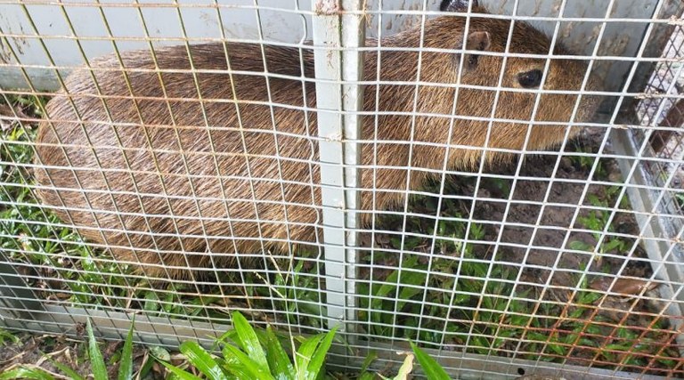 Capivara entregue.jpeg Capivara entregue.jpeg