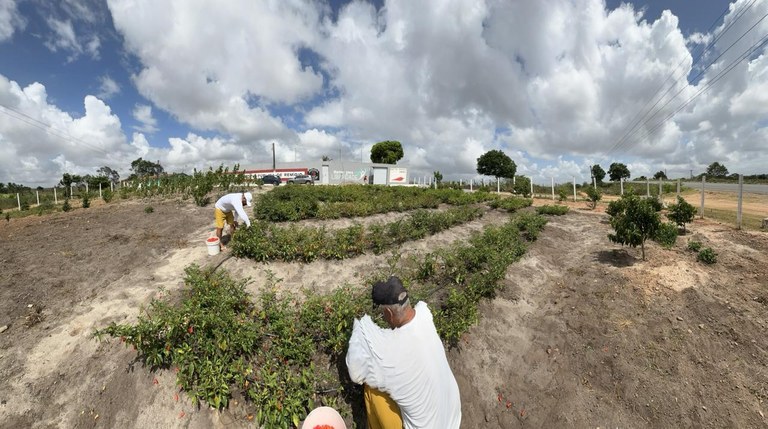 Ressocialização na cadeia de Remígio_artesanato_pimenta_cachecol_6.jpeg