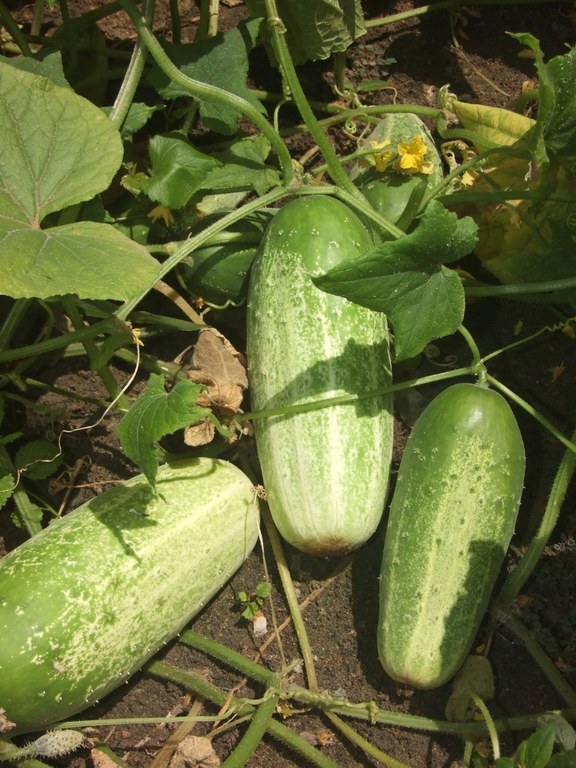 Hortas para a Liberdade na Penitenciária de Santa Rita_5.jpg