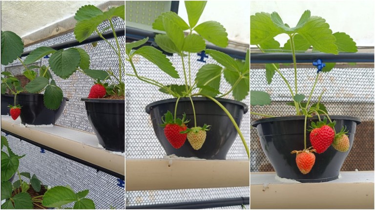 Penitenciária Regional de Sapé inova com cultivo de morangos em projeto de ressocialização_3.jpg