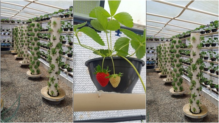 Penitenciária Regional de Sapé inova com cultivo de morangos em projeto de ressocialização_2.jpg