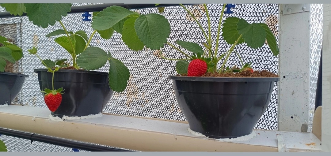 Penitenciária Regional de Sapé inova com cultivo de morangos em projeto de ressocialização_1.jpg