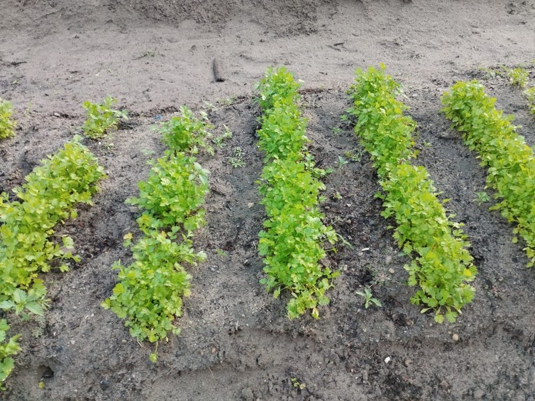SEAP-PB e Pronatec transformam vidas com Curso de Agricultor Orgânico, em Penitenciária de João Pessoa_16.jpg