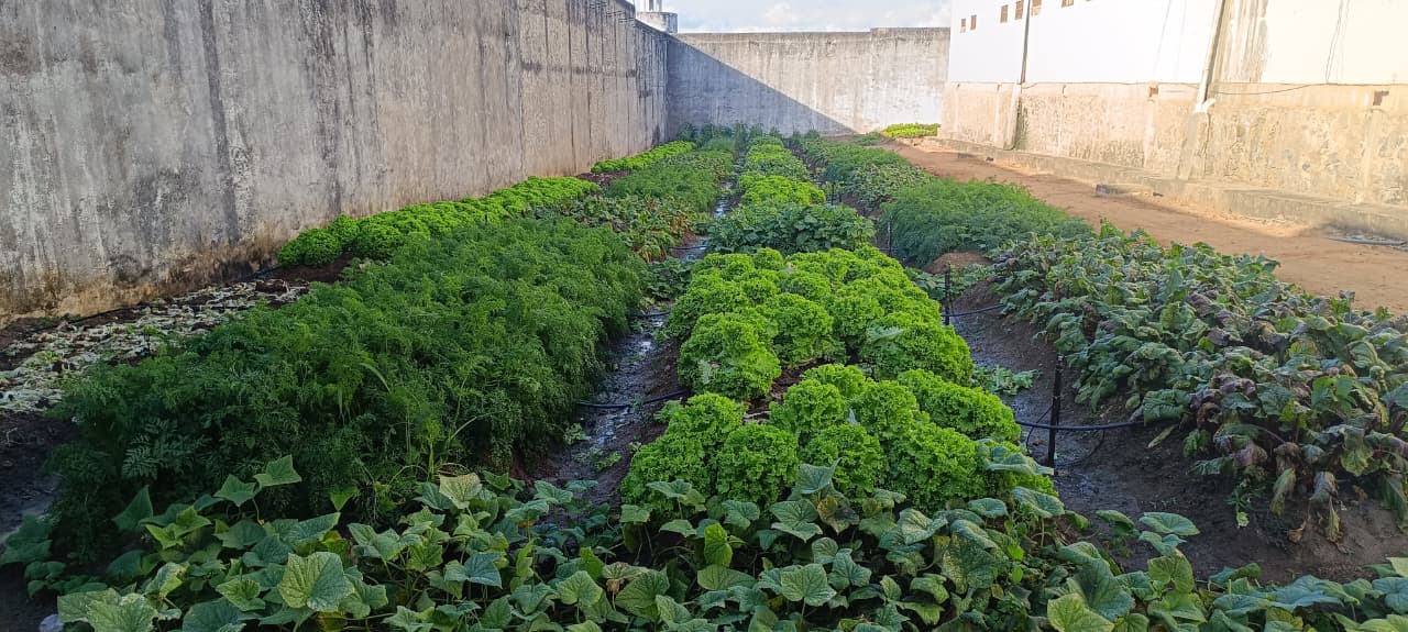 horticultura nas prisões da Paraíba_1.jpg