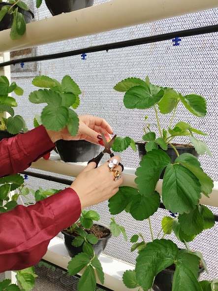 Unidade prisional de Sapé colhe primeiros morangos cultivados em sistema semi-hidropônico_11.jpg