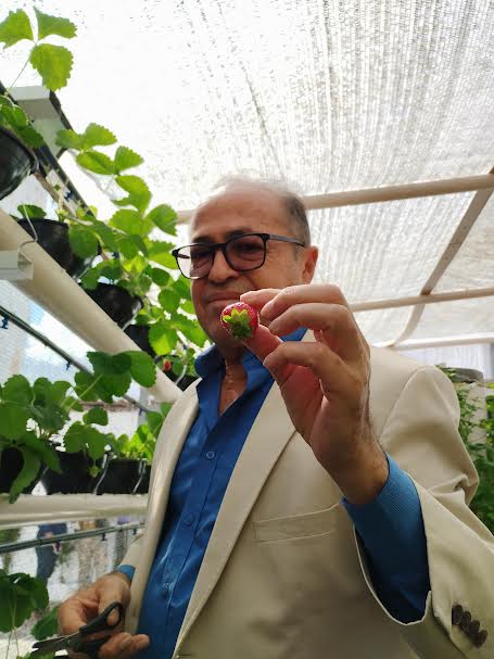 Unidade prisional de Sapé colhe primeiros morangos cultivados em sistema semi-hidropônico_2.jpg