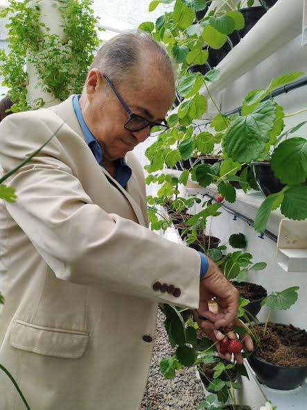 Unidade prisional de Sapé colhe primeiros morangos cultivados em sistema semi-hidropônico_6.jpg