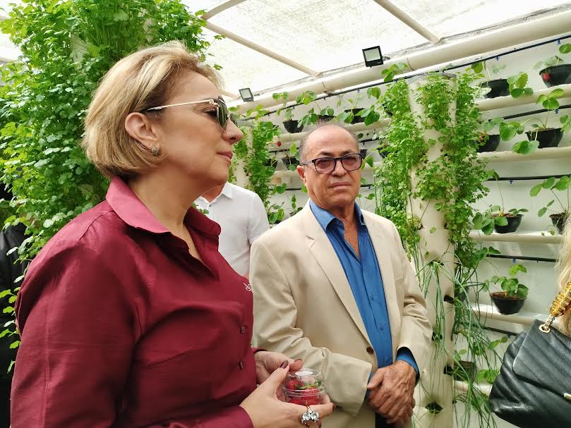 Unidade prisional de Sapé colhe primeiros morangos cultivados em sistema semi-hidropônico_17.jpg