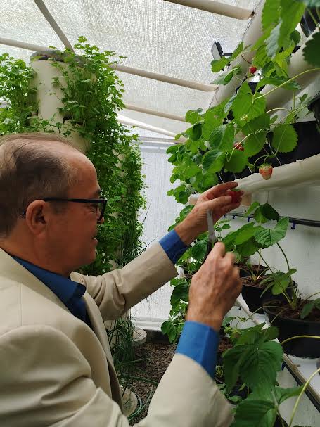 Unidade prisional de Sapé colhe primeiros morangos cultivados em sistema semi-hidropônico_10.jpg