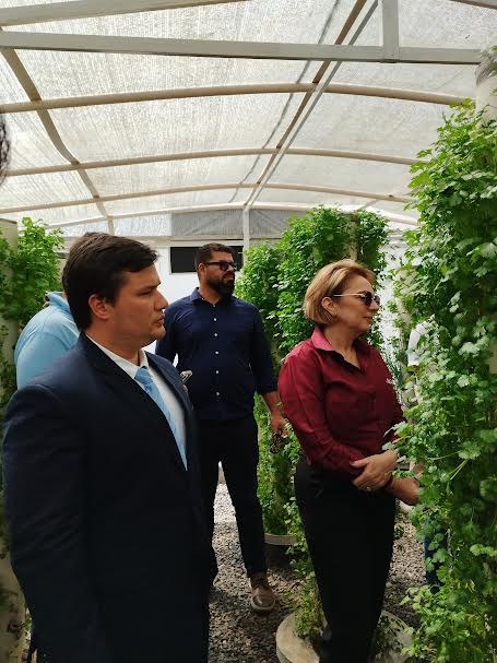 Unidade prisional de Sapé colhe primeiros morangos cultivados em sistema semi-hidropônico_5.jpg