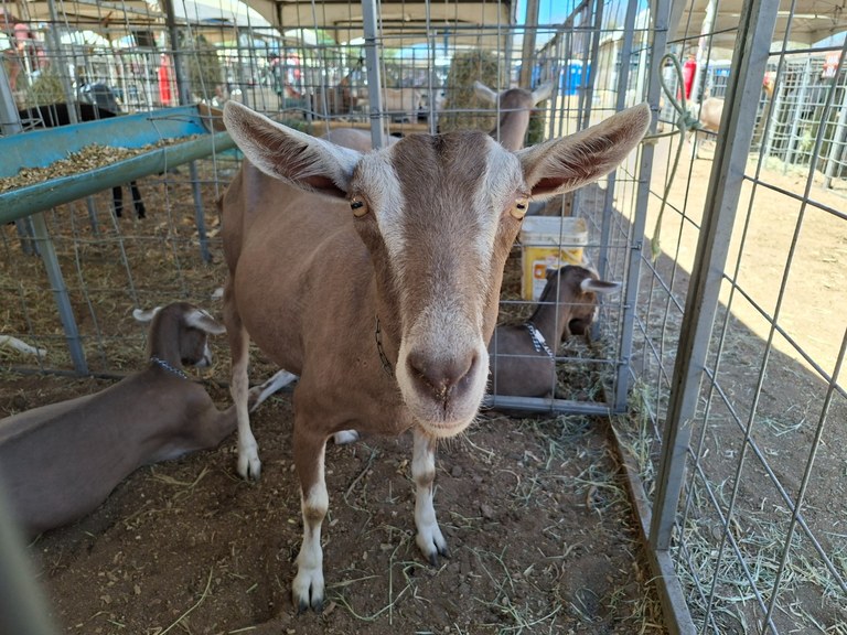 Animais 2a Expo Ouro.jpg