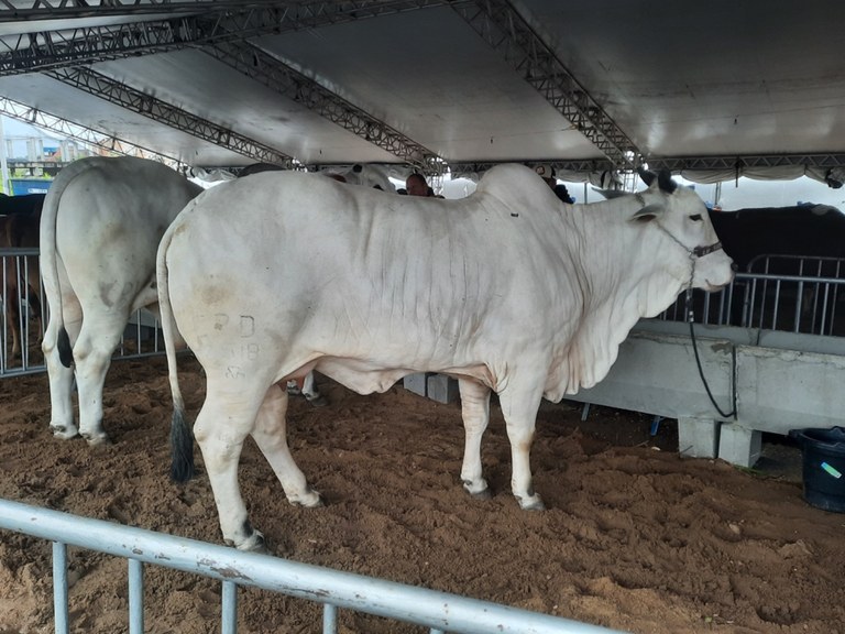 Gado - Expo Rural - Queimadas.jpg