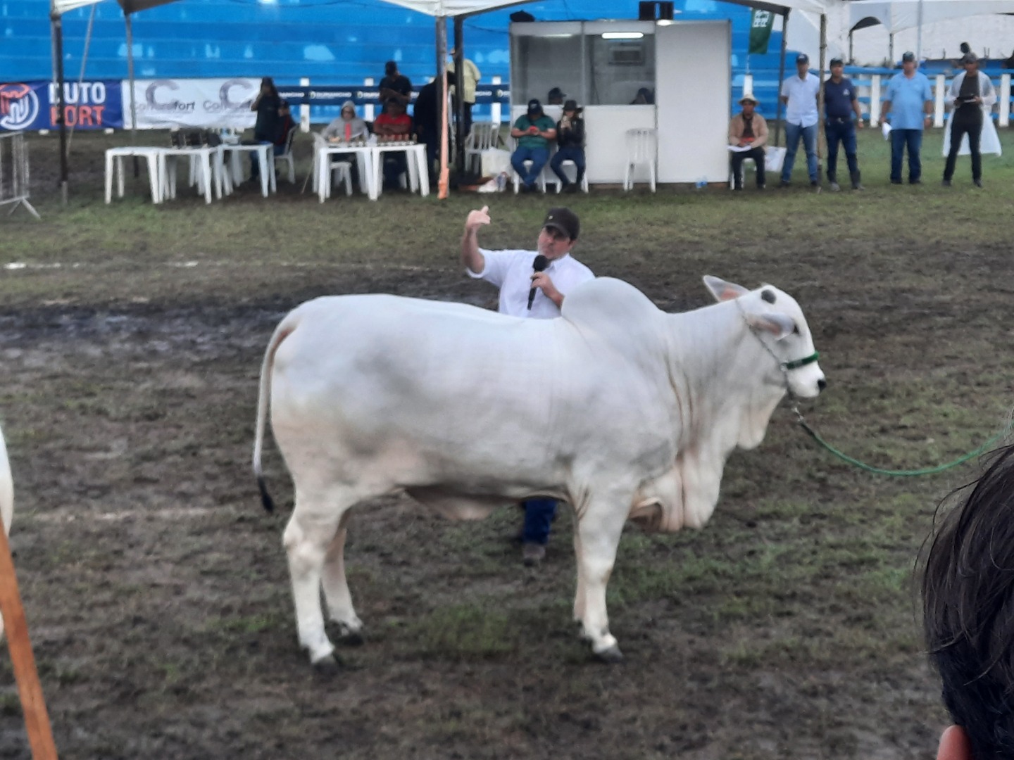 Gado da raça Nelore.jpg