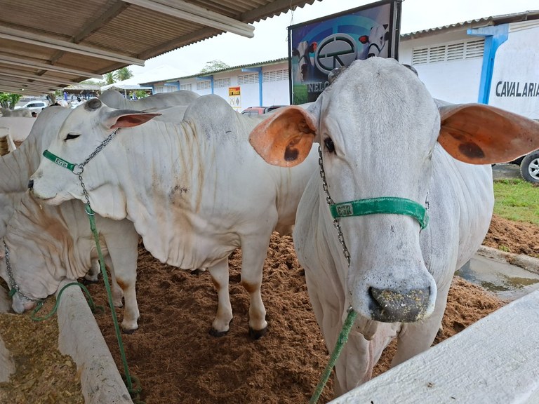 56a Expapi -  Animais 3.jpg