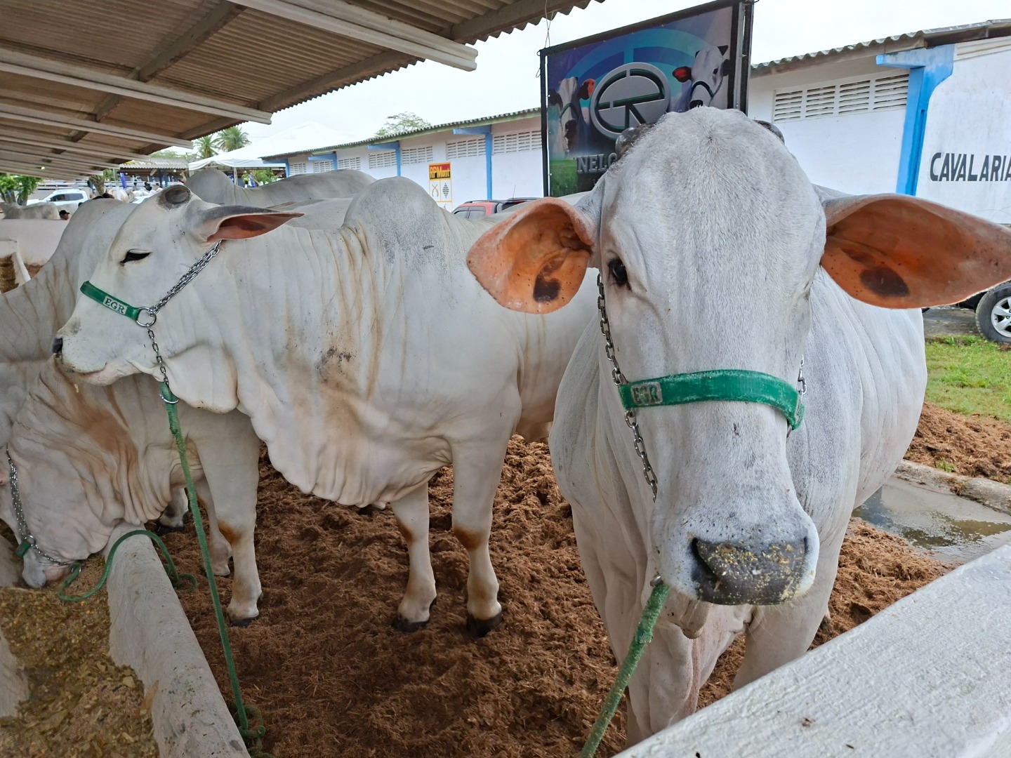 56a Expapi -  Animais 3.jpg