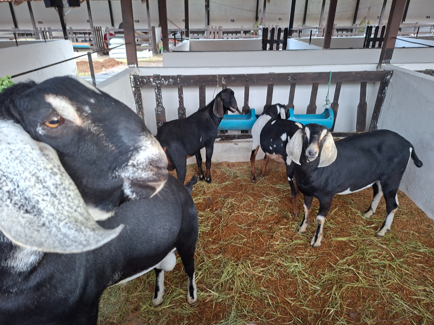 56a Expapi -  Animais 5.jpg