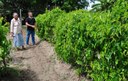 empaer cultivo de inhame irrigado na regiao de sao goncalo (4).JPG