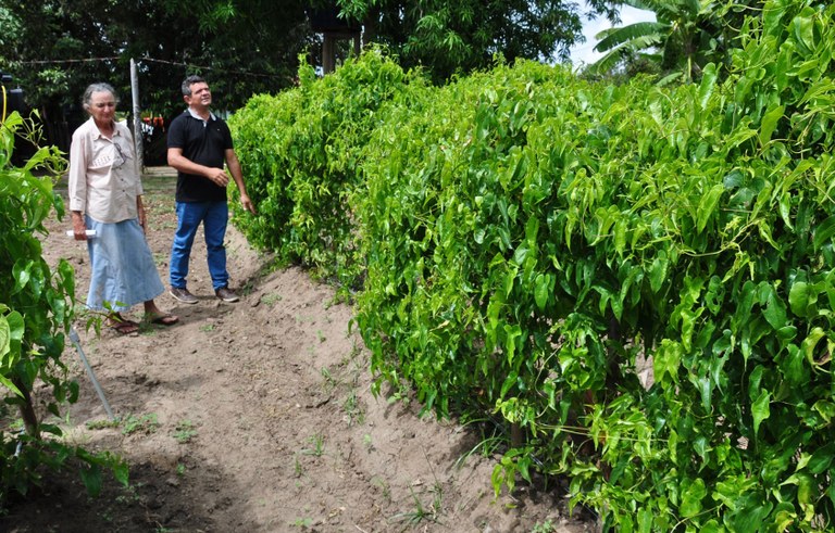 empaer cultivo de inhame irrigado na regiao de sao goncalo (4).JPG