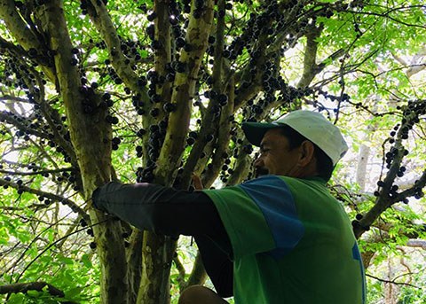PORTAL 15_03_19 Agricultores de Serraria produzem vinho artesanal de jabuticaba (5).jpg PORTAL 15_03_19 Agricultores de Serraria produzem vinho artesanal de jabuticaba (5).jpg