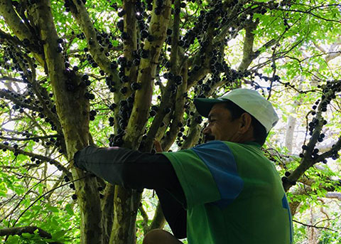 PORTAL 15_03_19 Agricultores de Serraria produzem vinho artesanal de jabuticaba (5).jpg