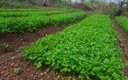Empaer sao francisco agricultura s jose de piranhas 2.jpg