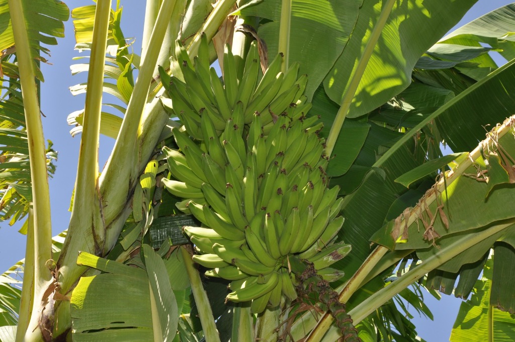 cultivo de banana pacovan (1).jpg