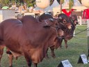Concurso de bovinos.jpg