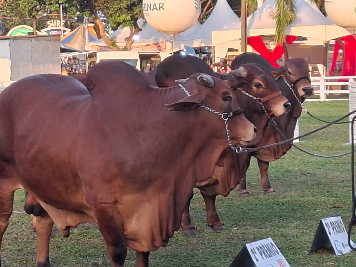 Concurso de bovinos.jpg