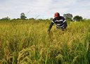 22_05_19 Arroz vermelho garante renda extra para agricultores familiares nas várzeas de Sousa (2).JPG