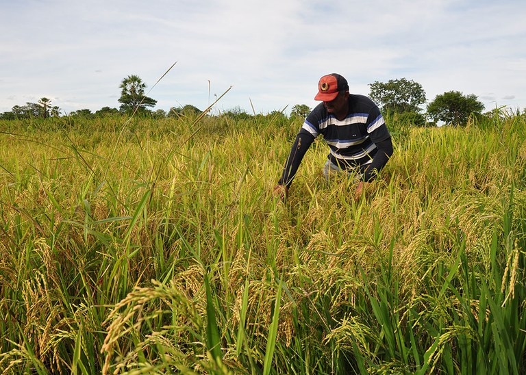 22_05_19 Arroz vermelho garante renda extra para agricultores familiares nas várzeas de Sousa (2).JPG