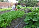 emater-Assistencia-tecnica-e-recursos-do-BSM-mudam-vida-de-familia-em-Capim-1.jpg