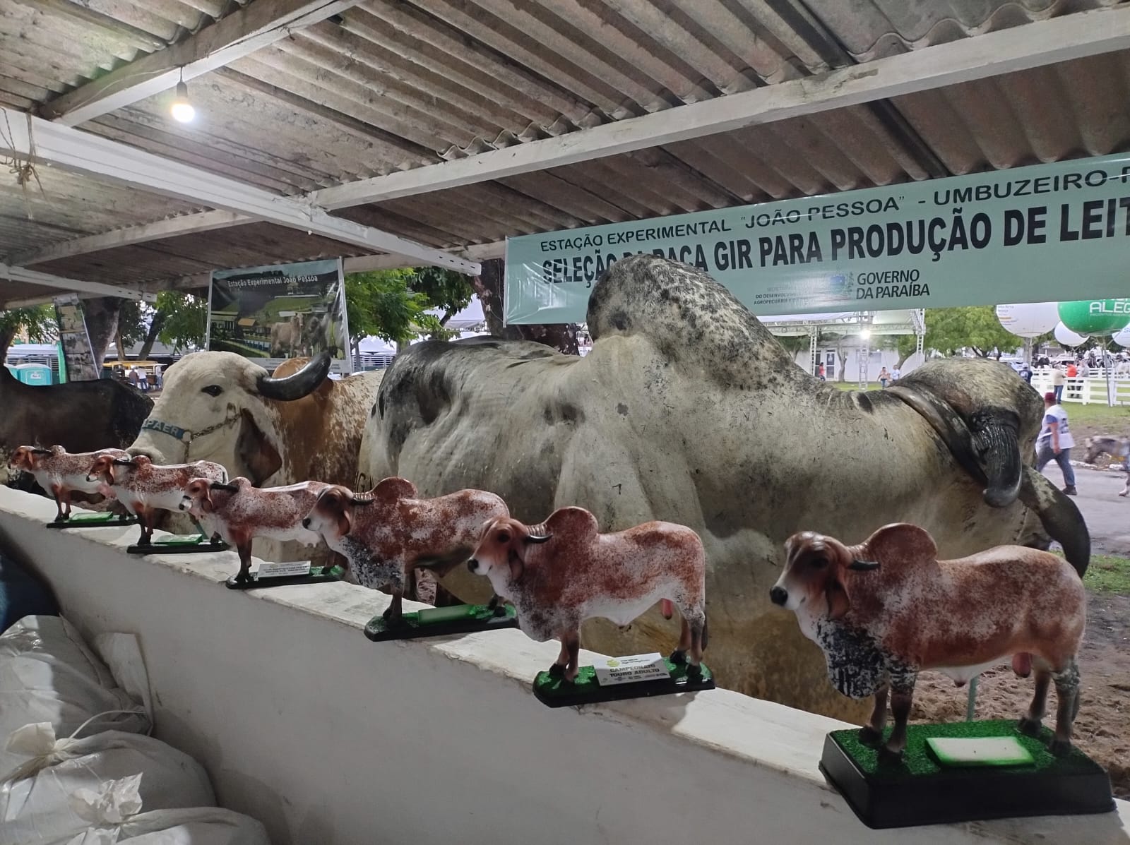 GADO GIR PREMIO (1).jpg