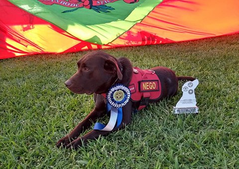cao-do-Corpo-de-Bombeiros-ganha-certificacao-internacional-para-atuar-em-busca-de-vitimas-1.jpg