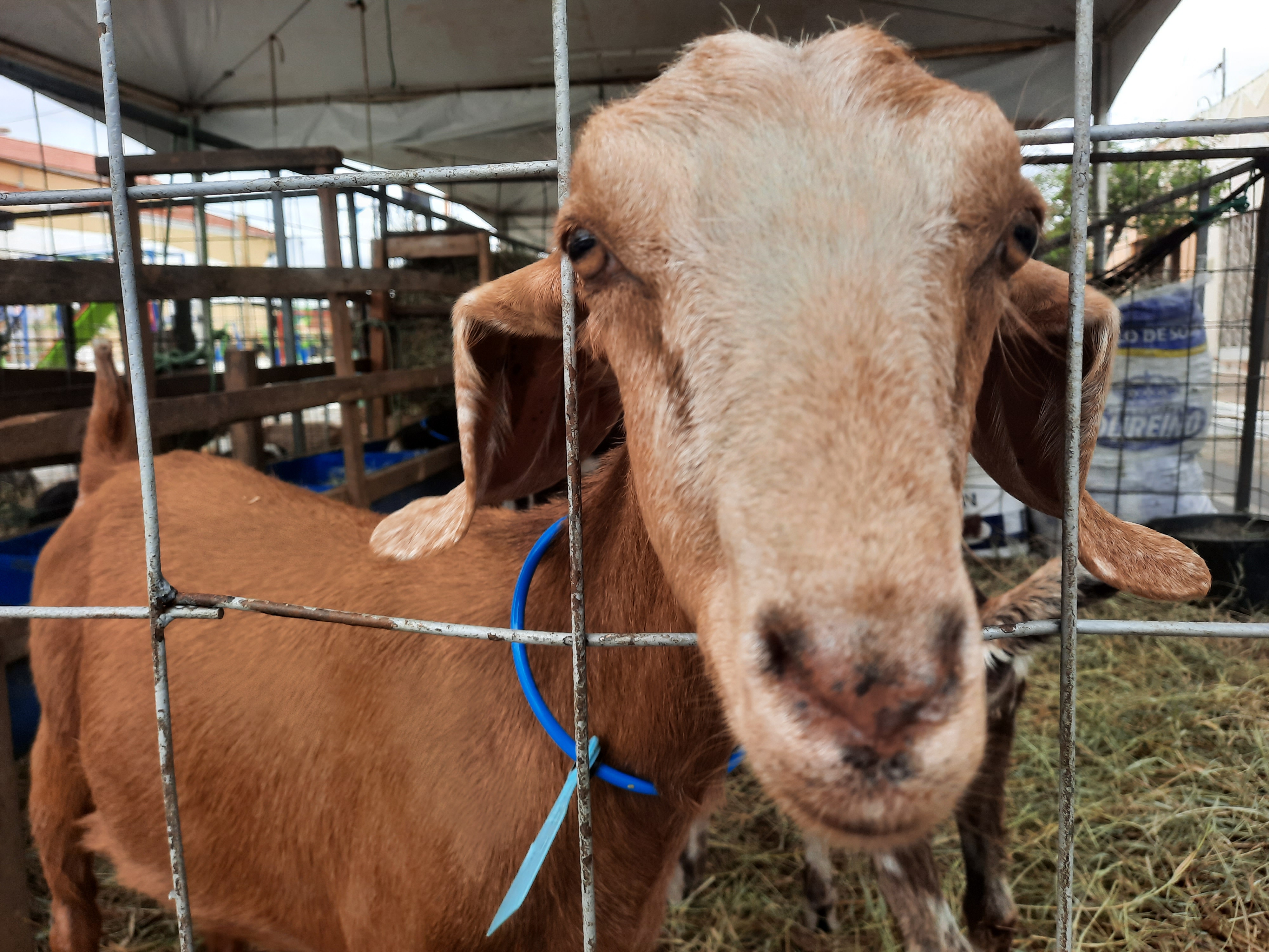 23a Bode na Rua - Gurjão.jpg