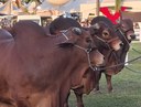Expofeira João Pessoa Concurso de bovinos.jpg