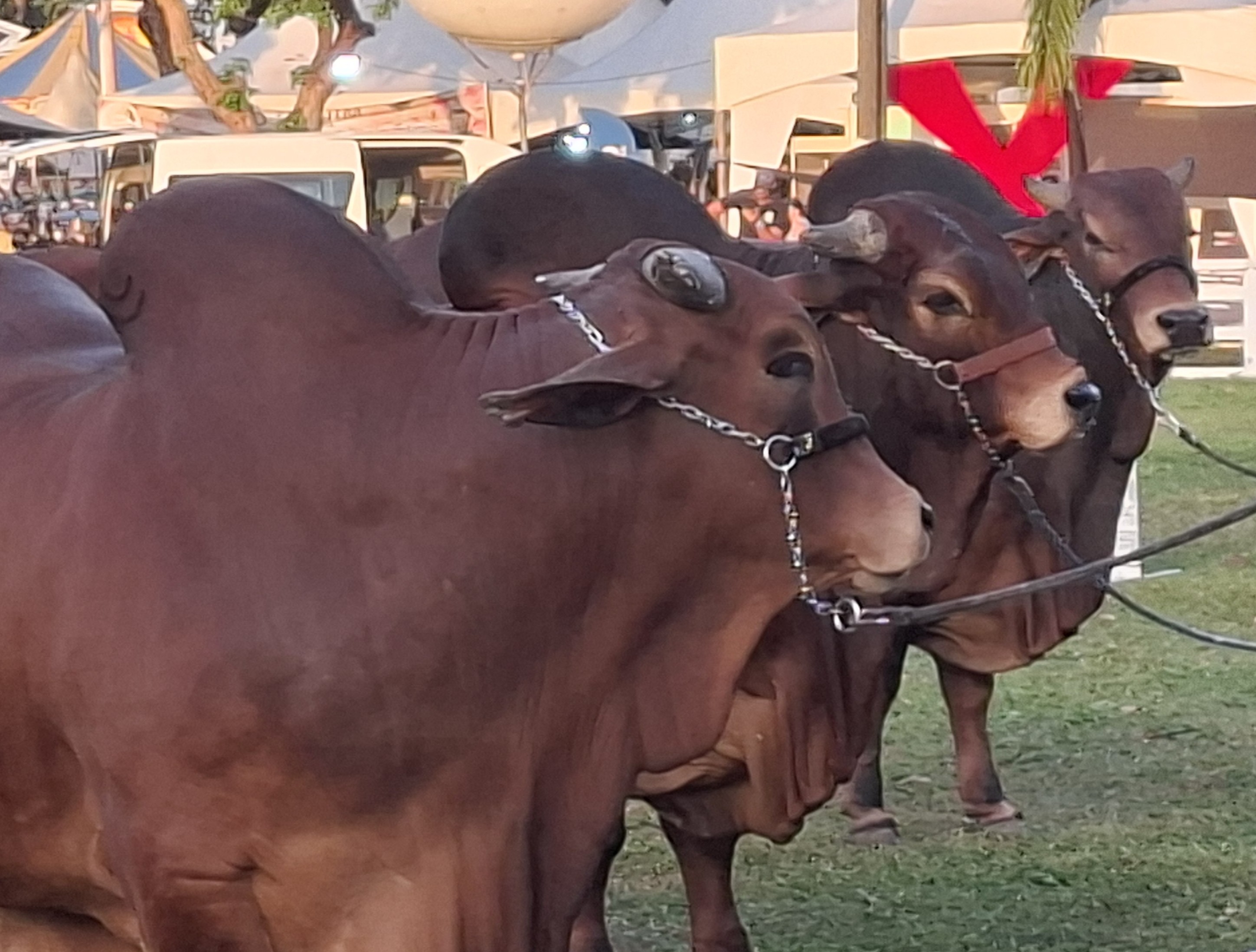 Expofeira João Pessoa Concurso de bovinos.jpg