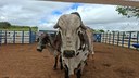 2o Dia de Campo - Animais.jpeg