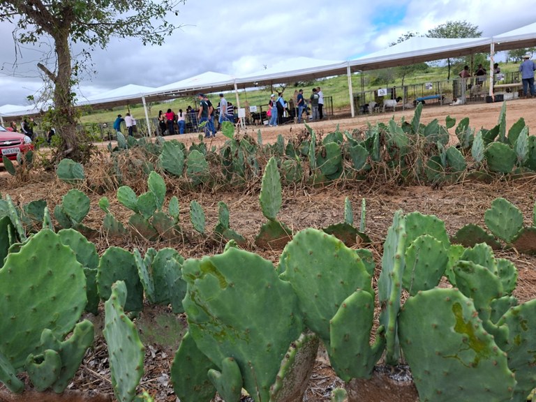 2o Dia de Campo - Cultivo de palma  -.jpeg