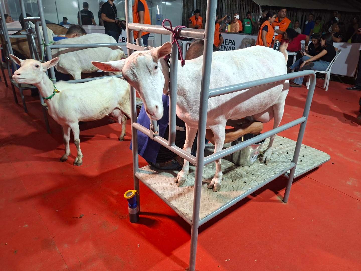 Torneio Leiteiro.jpg