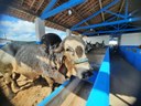 Arena da Expo Alagoinha Bovinos.jpg