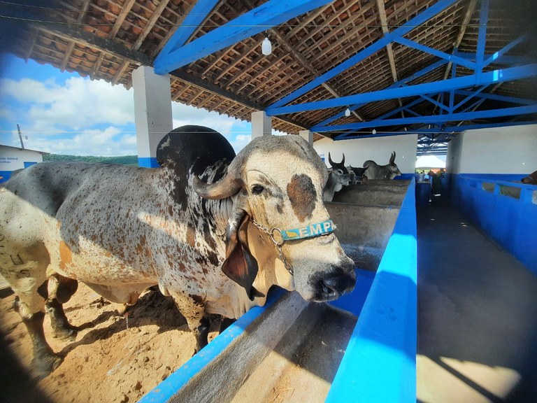 Arena da Expo Alagoinha Bovinos.jpg