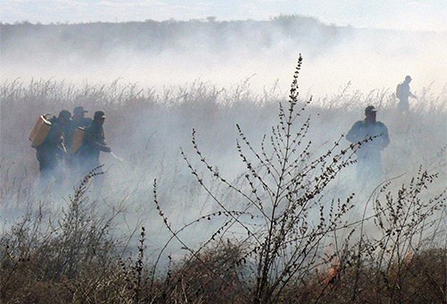 bombeiros-prevenção-de-incendios-em-vegetacao-1.jpg