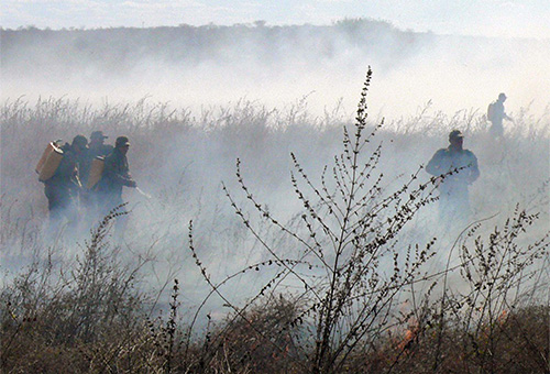 bombeiros-prevenção-de-incendios-em-vegetacao-1.jpg