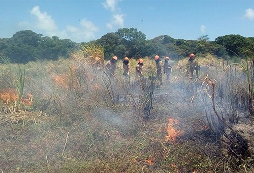 bombeiros-prevenção-de-incendios-em-vegetacao-2.jpg