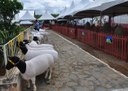 06_08_19 Criadores se organizam e mostram a força da caprinocultura no Cariri (2).JPG