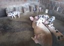 26_06_19 Família em Mãe D’Água ganha o sustento cultivando coentro (4).jpg
