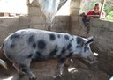 26_06_19 Família em Mãe D’Água ganha o sustento cultivando coentro (5).jpg