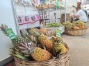 Expo Abacaxi - Itapororoca 5.jpeg
