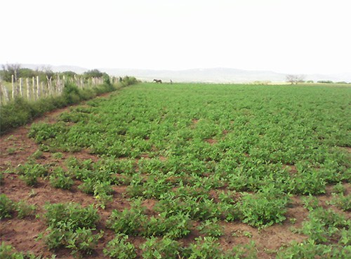 emater-e-embrapa-avaliam-cultivo-de-amendoim-em-itabaiana-1.jpg